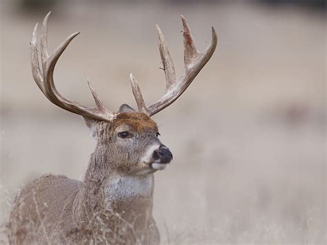 How much does deer print wall art cost? "Whitetail Deer Portrait - very old buck" by TomReichner ...