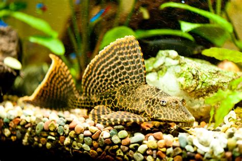 Fred A High Fin Spotted Plecostomus David Edgerton Flickr