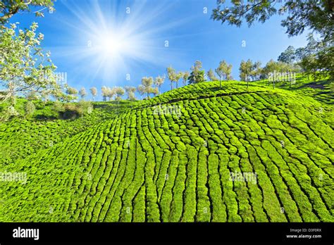 Tea Plantation In Munnar India Stock Photo Alamy