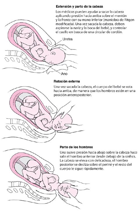 Manejo Del Parto Normal Ginecología Y Obstetricia Manual Msd