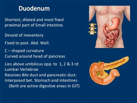 Anatomy Of Duodenum Duodenum Structure Ppt Of Duodenum Power Point