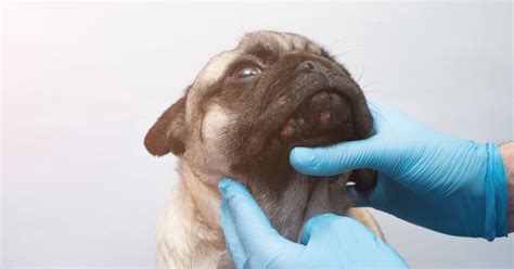 Dermatological A Cyst Tance Can Dogs Get Pimples Furtropolis