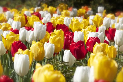 Tulp 4k Ultra Hd Wallpaper Achtergrond 4752x3168 Id915529