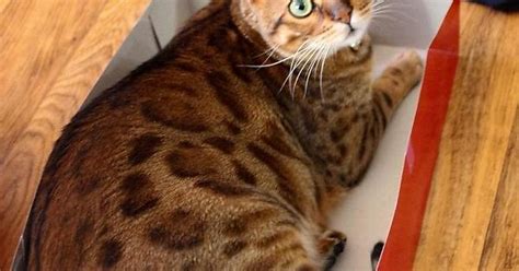 Cats Love Boxes Album On Imgur