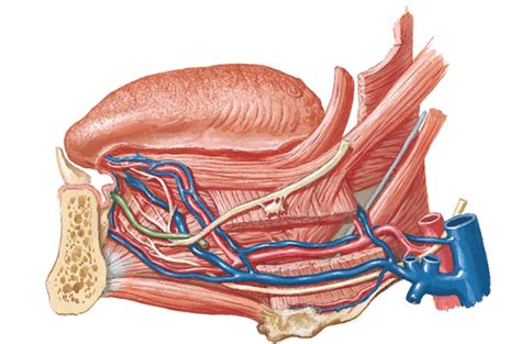Veins And Arteries Of The Tongue Diagram Quizlet
