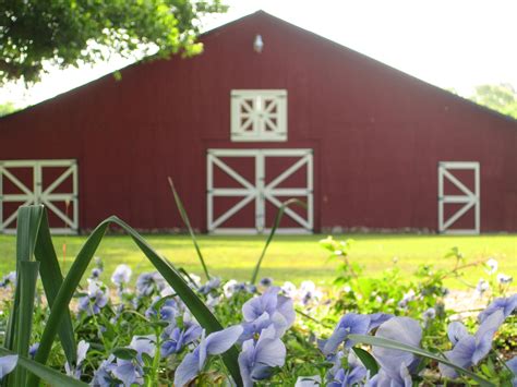 Red barn and blue pansies | Red barn, Pansies, Family farm