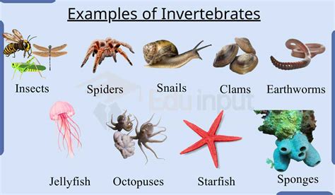 10 Examples Of Invertebrates Animals Discovering Natures Marvels