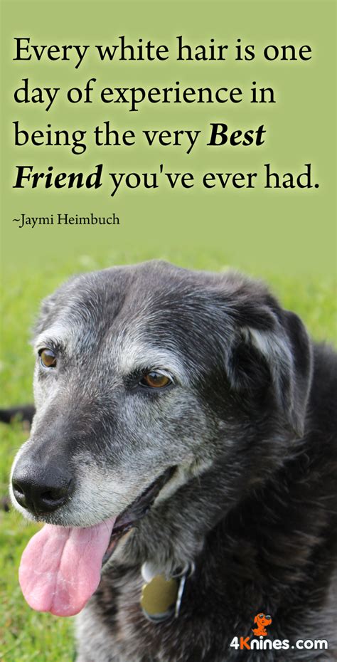 Old Dog Poems Quotes Pinterest Visitquotes