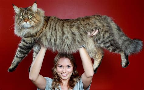 The cats ferried on their ships bred with the main existing native cat breeds and created their own breed. Calling Maine Coon owners. Show off your cat!