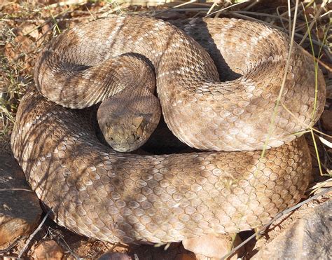 Western Diamondback Rattlesnake Crotalus Atrox Snake