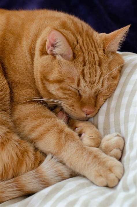 Sleeping Ginger Orange Tabby Cats Cute Cats Ginger Cats