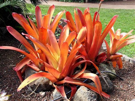 Bromeliad Plant Types With Pictures And Basic Care Requirements