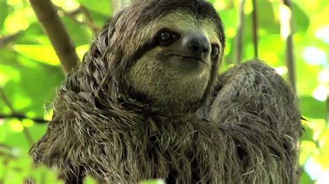 Sloth Slowest Animals In The World Youtube