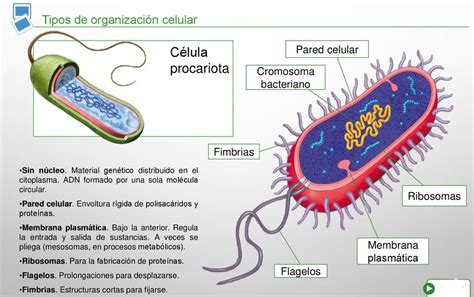 Total 57 Imagen Modelo De La Celula Procariota Abzlocalmx