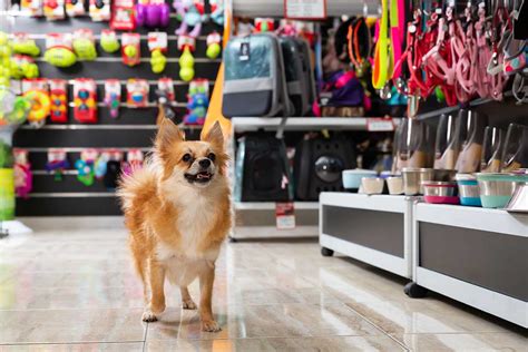 Cute Outfits Holistic Treats And More These Nova Pet Stores Elevate