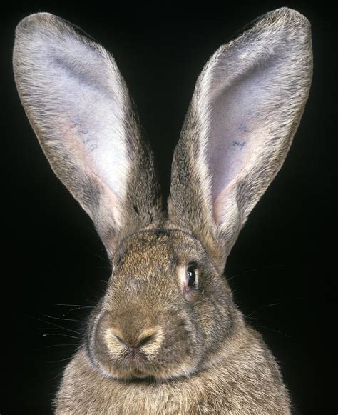 But, regardless of its own origins, the flemish giant rabbit actually represents the ancestor of many of the breeds of domestic rabbits popular today. Giant Flemish Rabbit Photograph by Jean-Michel Labat