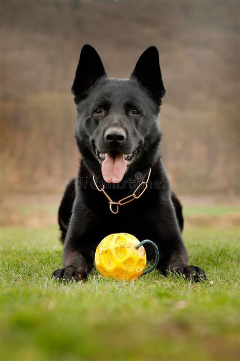 Black Dog With Yellow Ball In Green Grass German Shepherd Dog Is A
