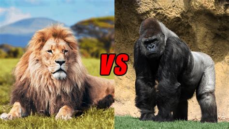 Criteria are aggressiveness, bite force. Gorilla Vs Lion, Who Will Win? - Animals Comparison