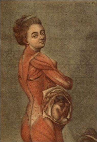 Беременная женщина Рисунок Живот Пупок Половые органы Промежность Анатомия человека