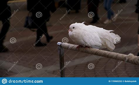 Close Up Of White Domestic Dove Sitting On The Perch In The City Street