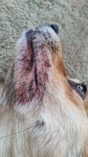 Mouth Nose Rash Hair Loss Tried Everything Getting Worse Vet Help