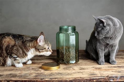 Some of their most popular products are the original dry food recipes like the first product reviewed above. Rachael Ray Cat Food Review: You Need To Know These Facts ...