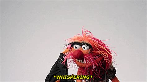 The Muppets  Find And Share On Giphy