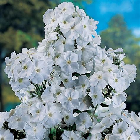 Spring Hill Nurseries White Flowers David Tall Phlox Live Bareroot