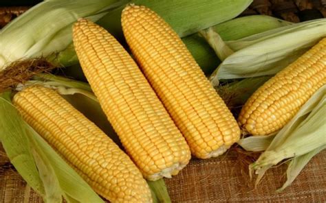 Corn F1 Vn10 Asian And Tropical Vegetable Seeds