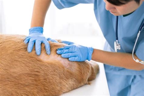 Bumps And Lumps On Dogs Tails 7 Causes And Treatment