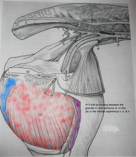 Groin Muscle Injuries Anatomy Dr Mel Newton Muscle Injury Anatomy
