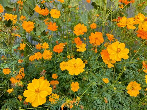 Bright Lights Cosmos Flower Seeds The Plant Good Seed Company