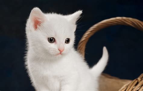 Kitten White Cat Images Do Cats Feel Love 5 Ways We Know Cats Feel