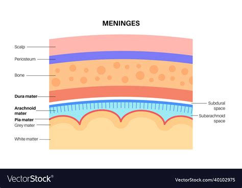Meninges Anatomy Diagram Royalty Free Vector Image