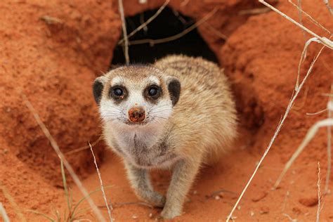 Do Meerkats Live In South Africa Greater Good Sa