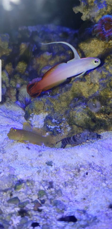 Watchman Goby And Pistol Shrimp Owners Page 3 Reef2reef Saltwater