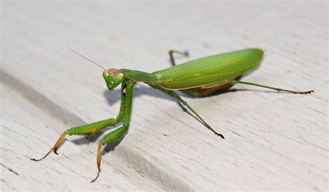 Determining The Sex Of A Praying Mantis Usmantis