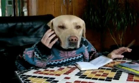 If we had a few things in common, we exchanged numbers, texted for a while, eventually spoke on the phone and if things felt right, we'd meet in a public place to talk. The Best Dog GIFs on the Internet (22 gifs) - Izismile.com