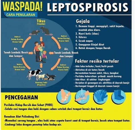 Pasca Banjir Waspada Penyebaran Penyakit Leptospirosis Yang Disebabkan