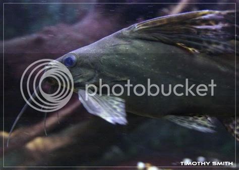 Catfish The Basics Tropical Aquariums Sa