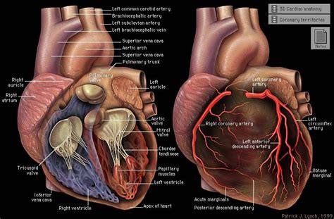 Im A Heart Nurse Anatomy Cardiac Nursing Nurse