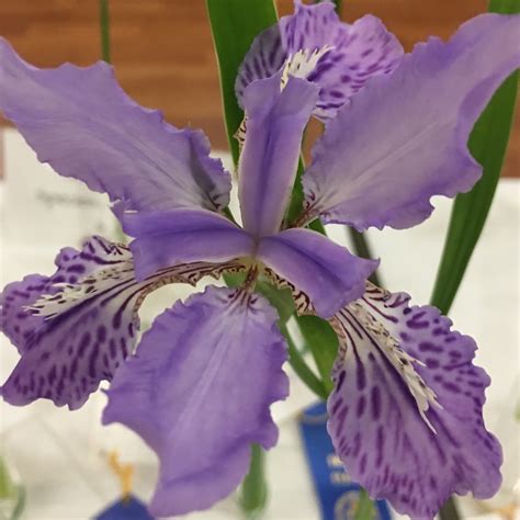 Iris Tectorum Japanese Roof Iris In Gardentags Plant Encyclopedia