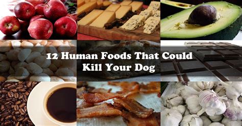 Besides the taste, pet food testers also give feedback on the nutritional content of the food, texture, etc. 12 Human Foods That Could Kill Your Dog