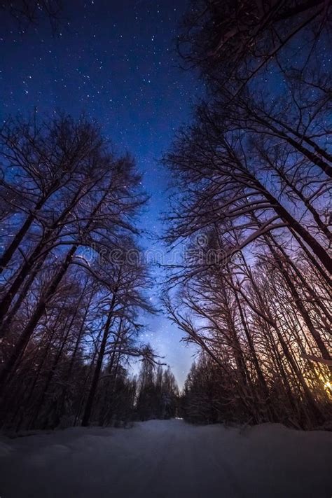 Winter Night Landscape With Woods Under Starry Sky Stock Photo Image