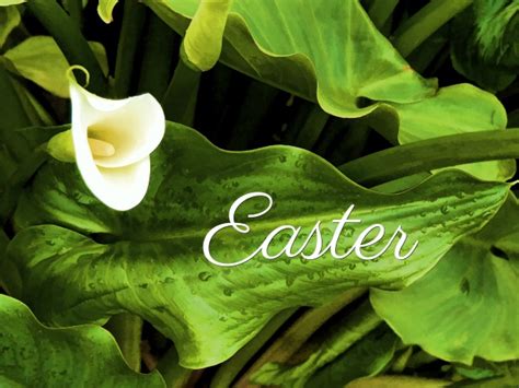 Easter Lily Free Stock Photo Public Domain Pictures