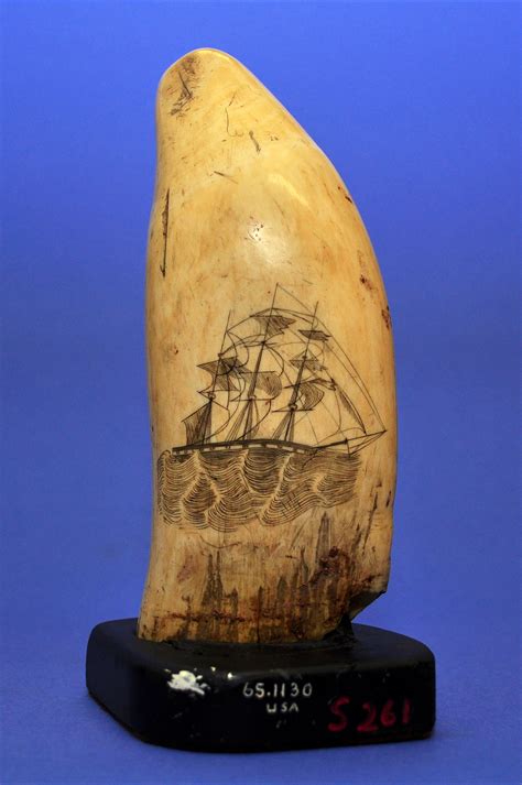 Scrimshaw Sperm Whales Tooth Mid 19th Century Smithsonian Institution