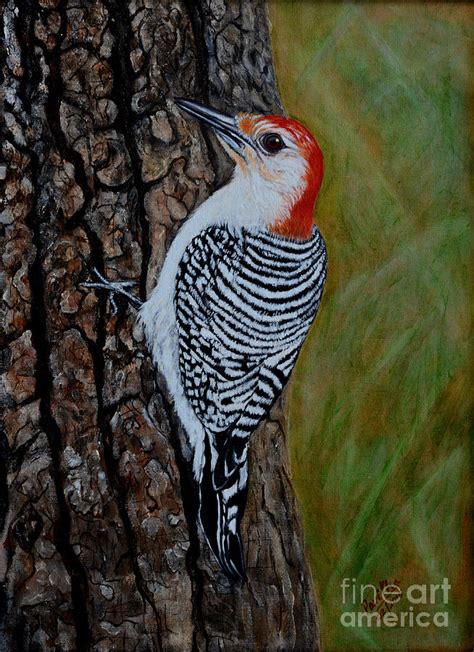 Woody Woodpecker Painting By Pavitha Ashwin Fine Art America