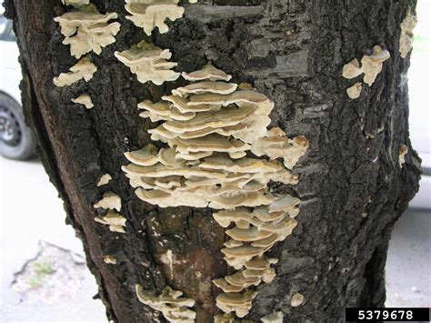 White Rot Fungus Trametes Pubescens