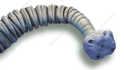 Tapeworm Metacestode Sem Stock Image C0333296 Science Photo Library