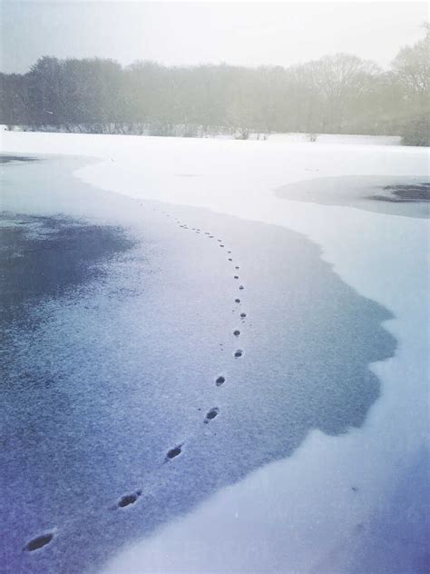 Germany Cologne Traces In Snow On Frozen Lake Stock Photo